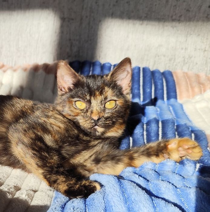 Ніжна, грайлива кицька. Безкоштовно.