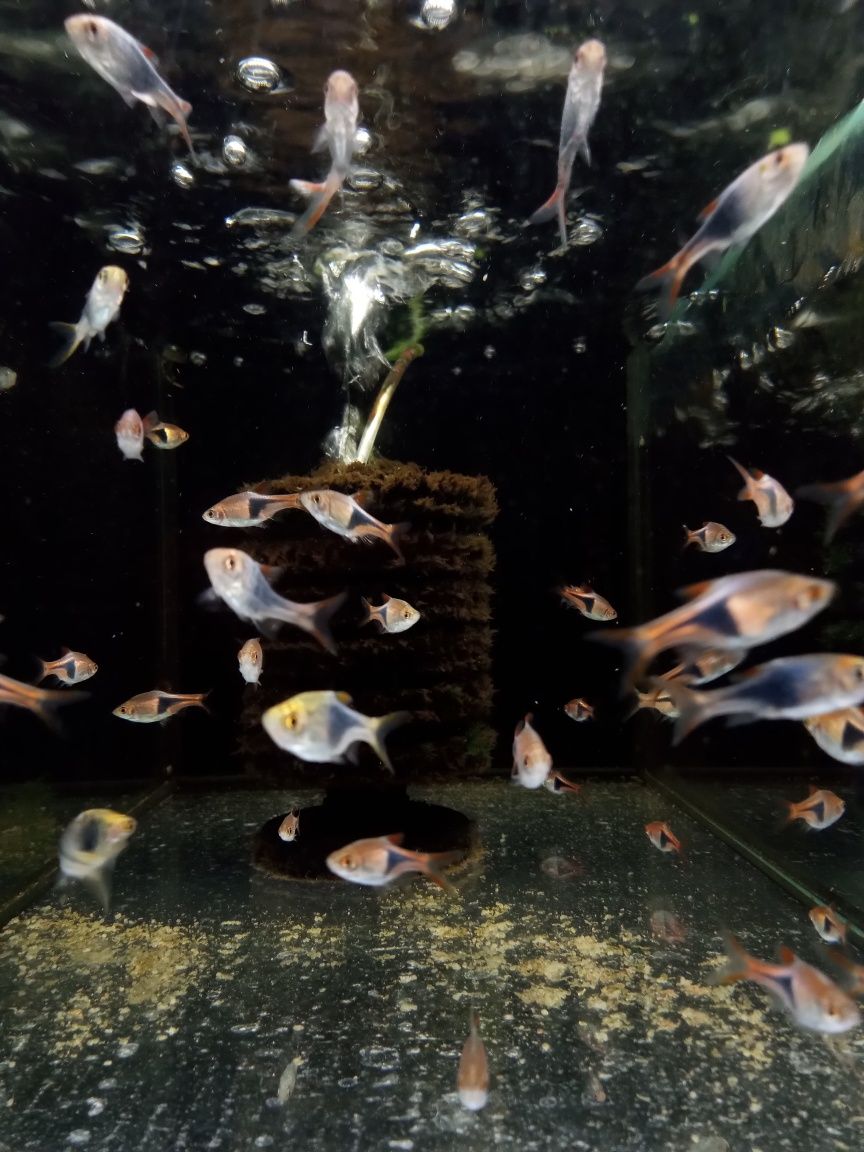 Razbora Mszysta  - Tina Zoo Witkiewicza