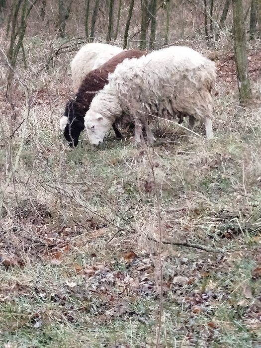 Продаю баранів .