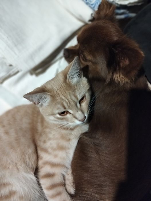 Киця Соня,віддам в добрі руки,весела,лагідна дівчинка