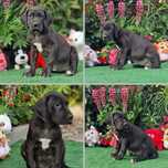 Dog Niemieck gotowa suczka do odbioru