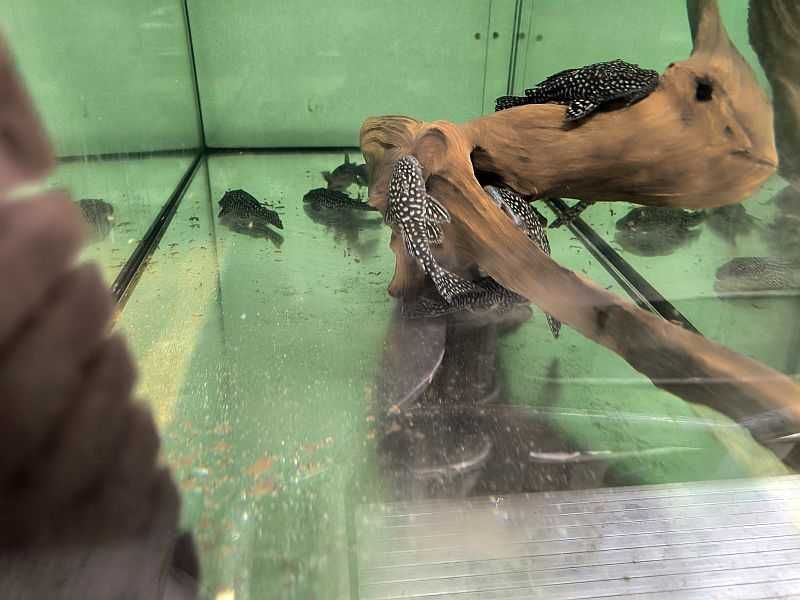 Pseudacanthicus genisetiger