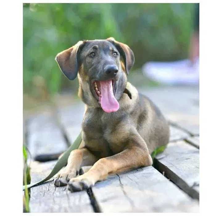 Отдам щенка в хорошие руки