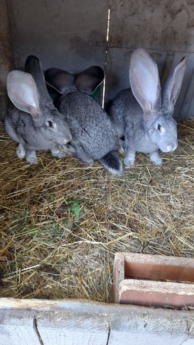 Olbrzym belgijski młode