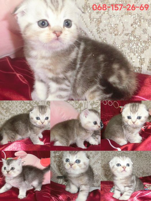 Чудові шотландські кошенята