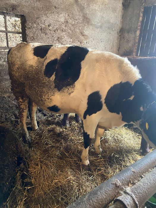 Jałówka mleczna wysoko cielna