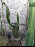 Suculenta euphorbia