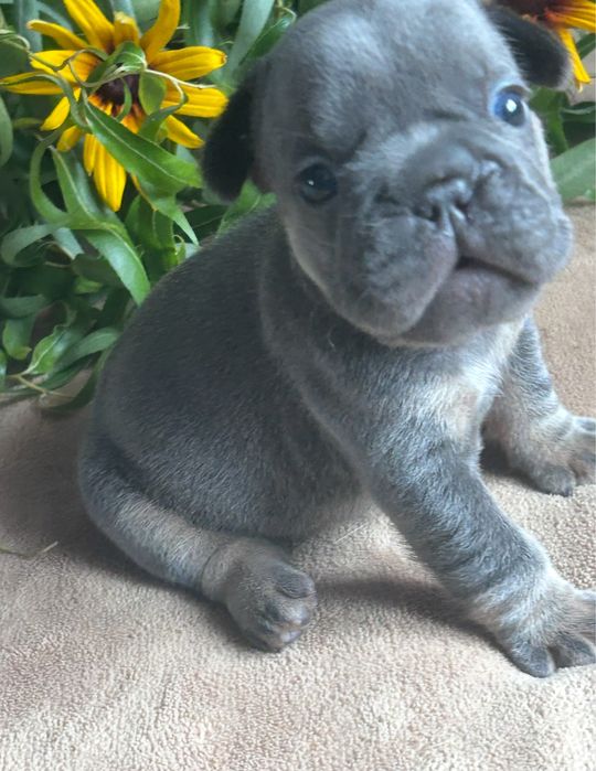 Французькі бульдожки