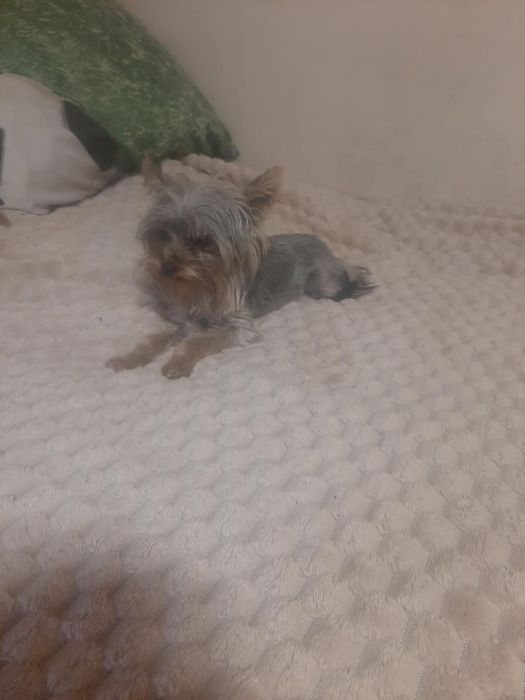 Sprzedam suczke tylko w dobre ręce