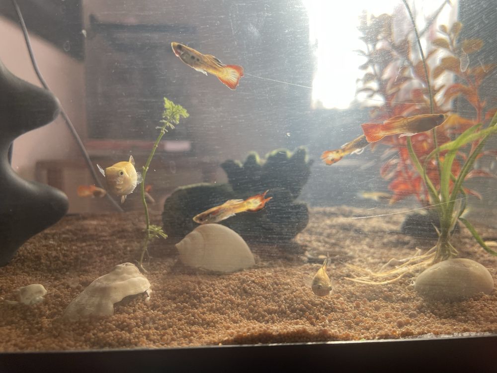 Guppy Peixe Saudáveis