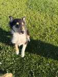 Owczarek szkocki collie tricolor piesek wesoły