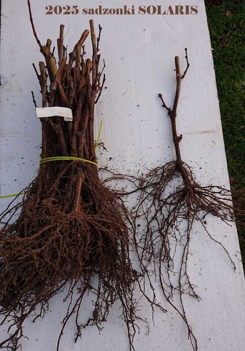 Sadzonki winorośli SOLARIS białe przerobowe oraz deserowe beznasienne