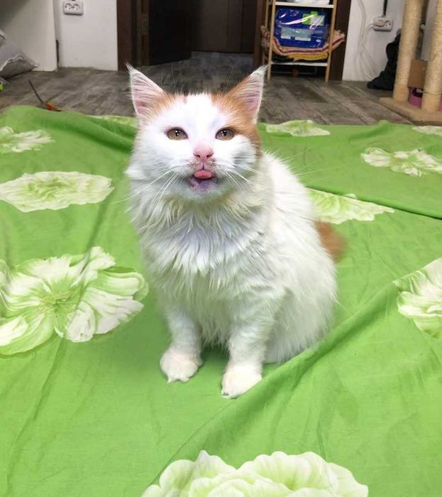 Буруля нежная и прикольная кошечка, возраст около 3 лет