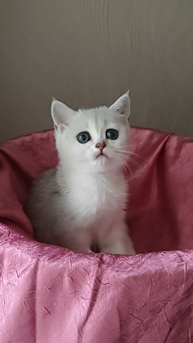 Сріблясті шиншили ns 12