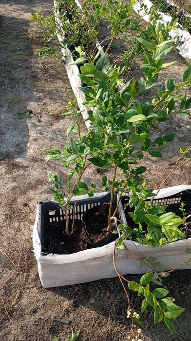 Лохина.Голубика.