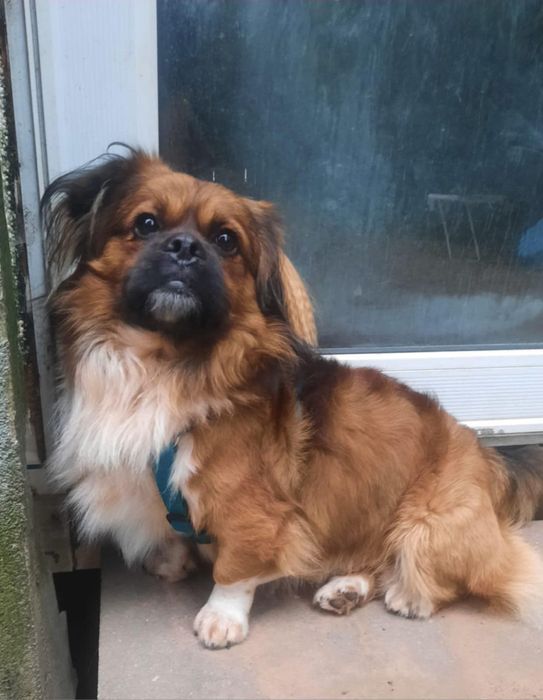 Pekinczyk młody pies do adopcji 3 lata