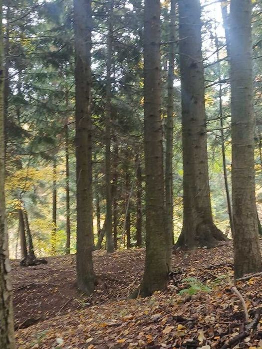 Drewno drzewo tartaczne jodła, sosna, buk, dąb