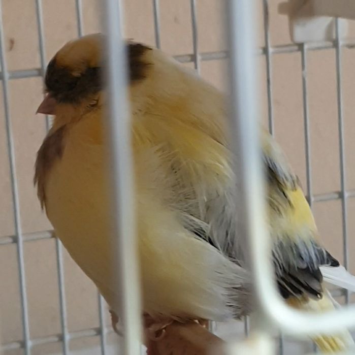 Fêmea Reprodutora Gloster 2024