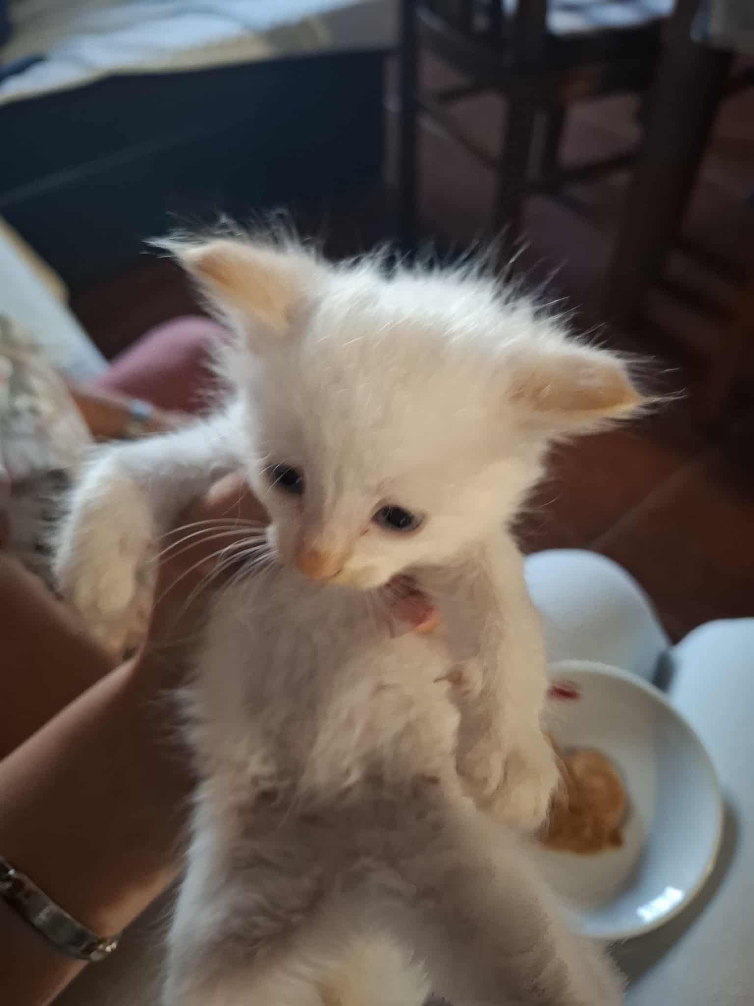 Gatinha branquinha