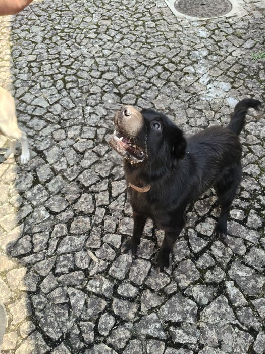 Cão preto para adoção