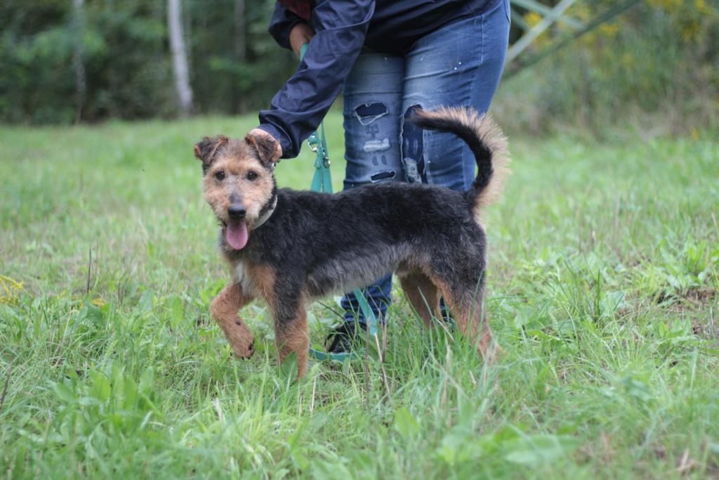 Piękny, energiczny psiak w typie terriera do adopcji