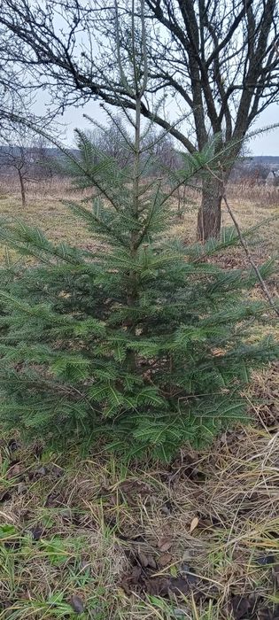 Продам живу ялинку від 1,5 метри