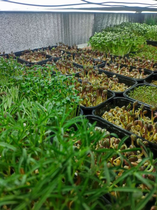 Продам готовый бизнес. Ферма микрогрин.