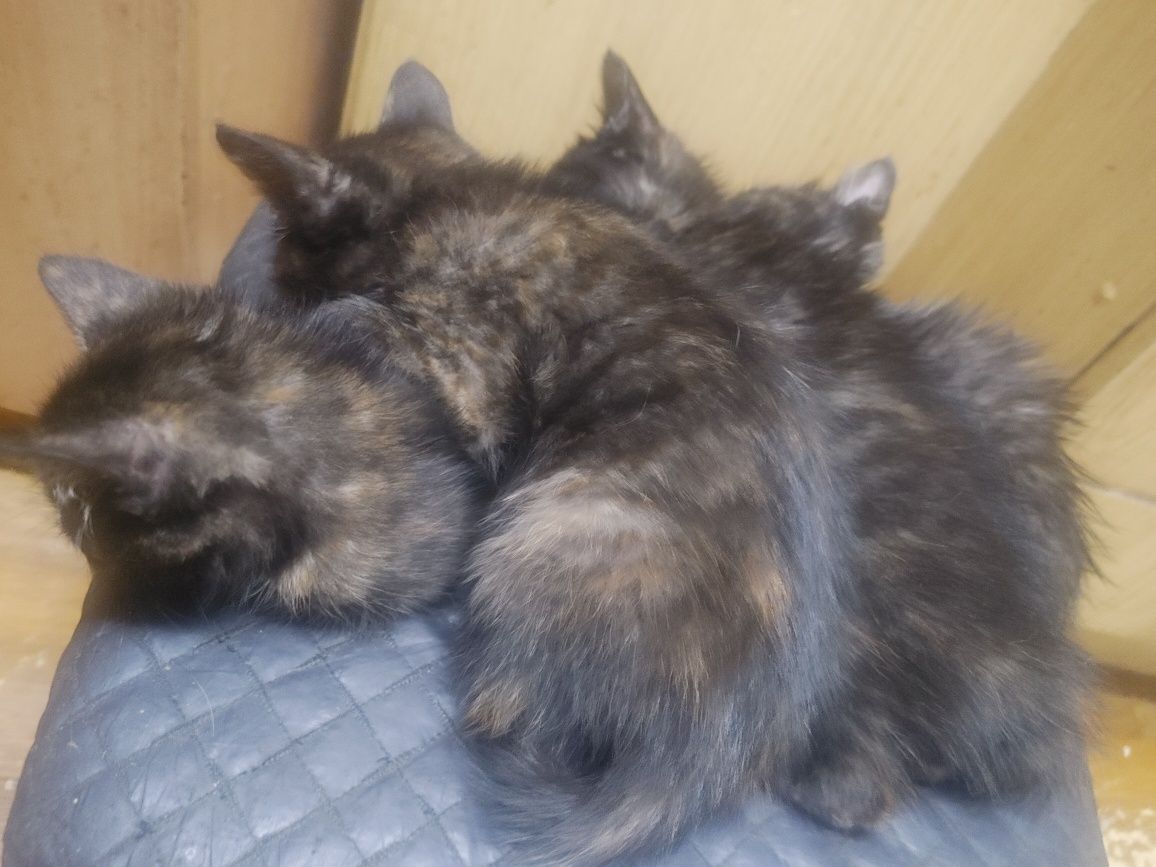 Котята, отдам в хорошие руки