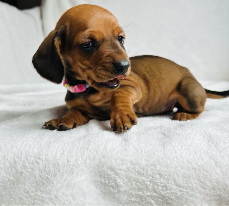 Dzieczynka jamnik  miniatura ** rudo - podpalana **