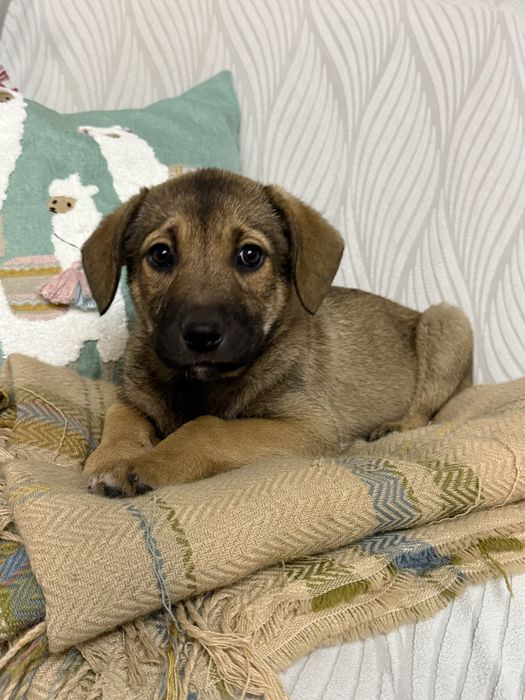 Цуценя дівчинка безкоштовно в сімʼю