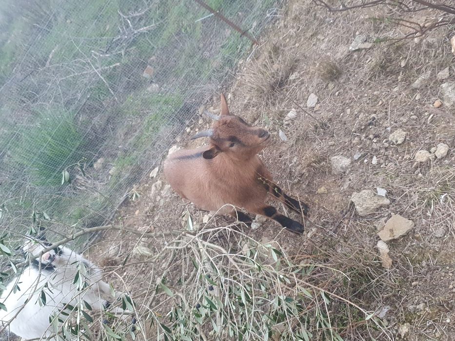 cabras anãs 10 meses