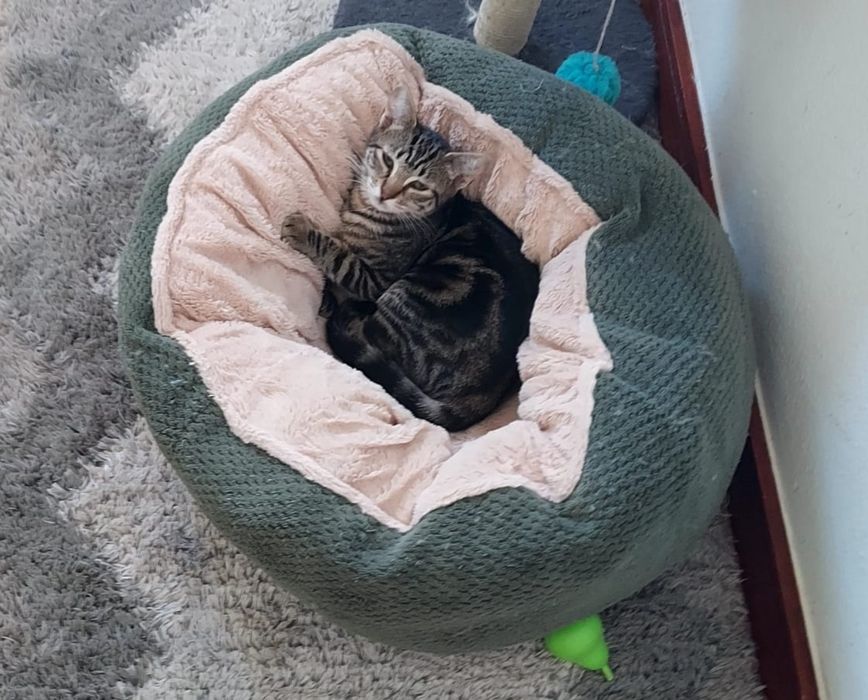 Gatinha para adoção