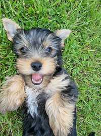 Śliczny Yorkshire terrier