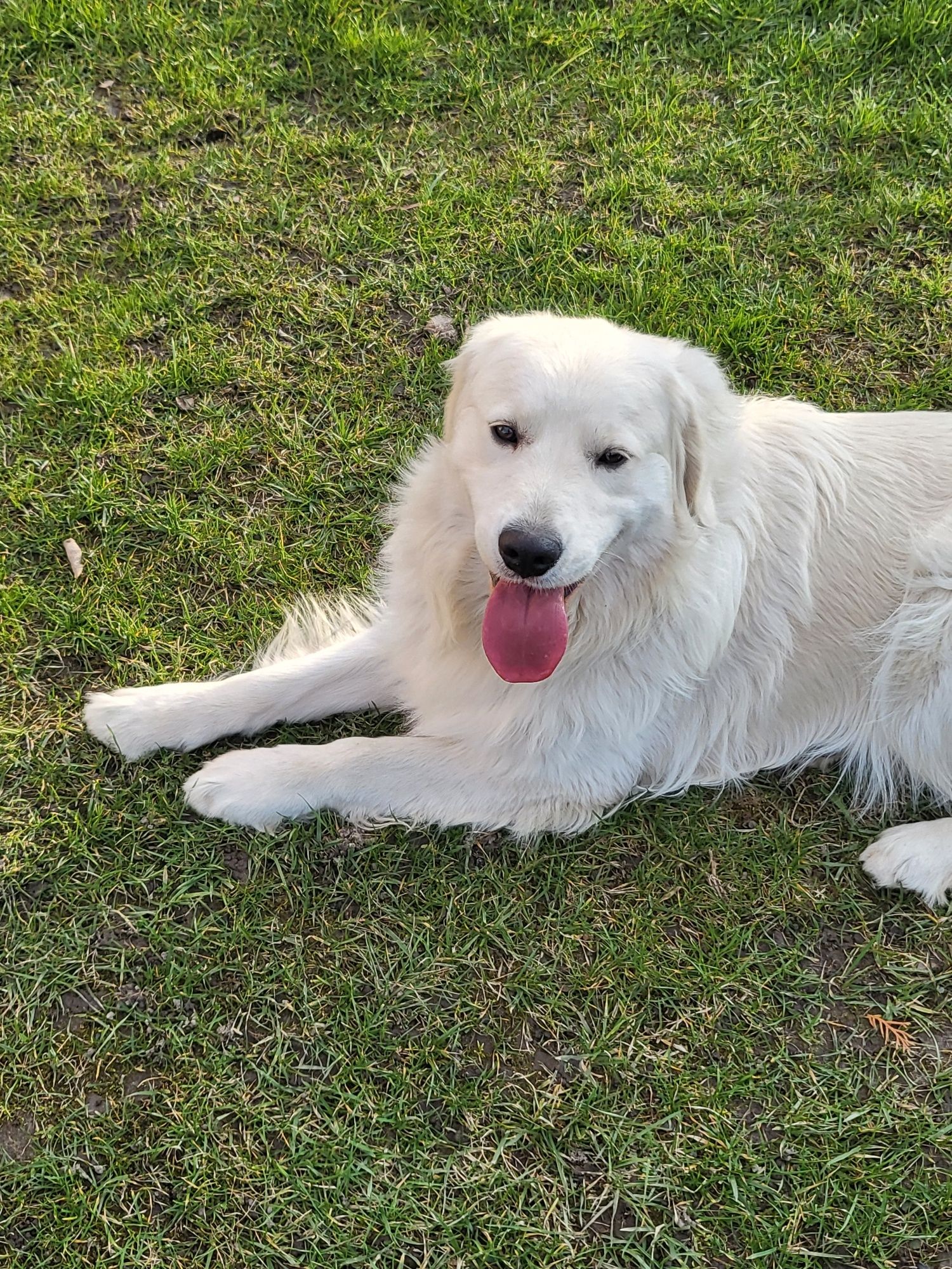 Śliczny 11 miesieczny golden retriever