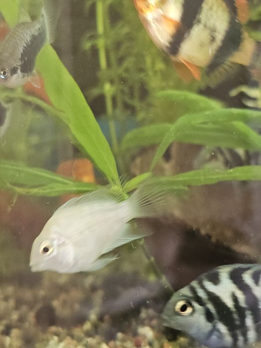 Pielegnica papuzia blue tiger młode.