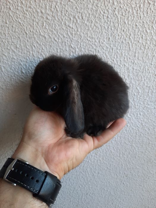 Coelhos anões mini lop belier/orelhudos e mini holandes/toy puros