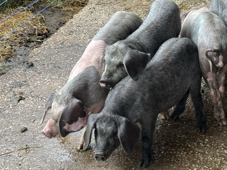 Porcos bisaros puros