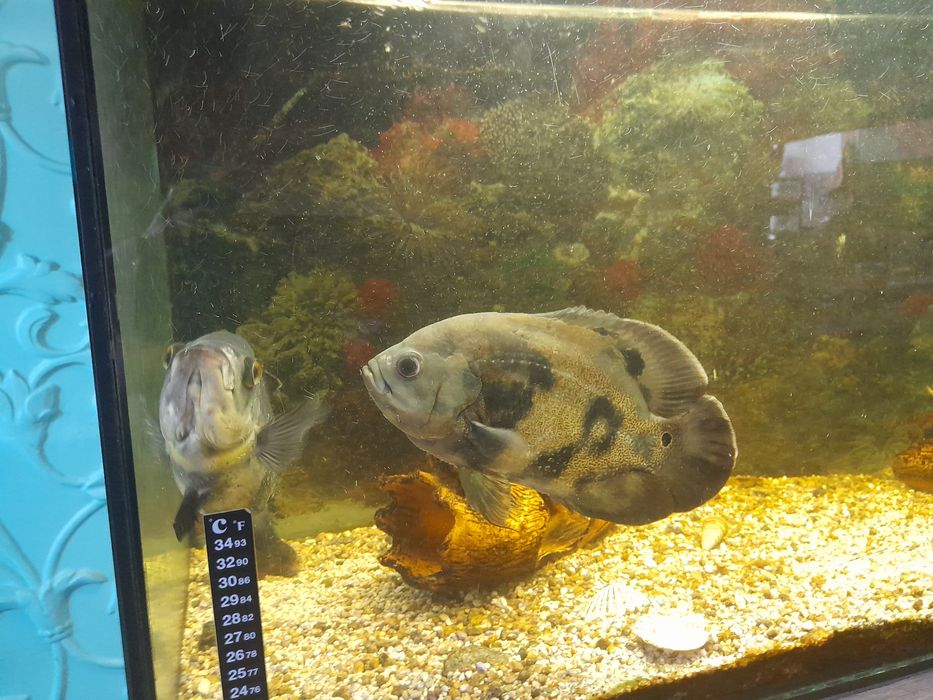 Аквариум,  акваріум