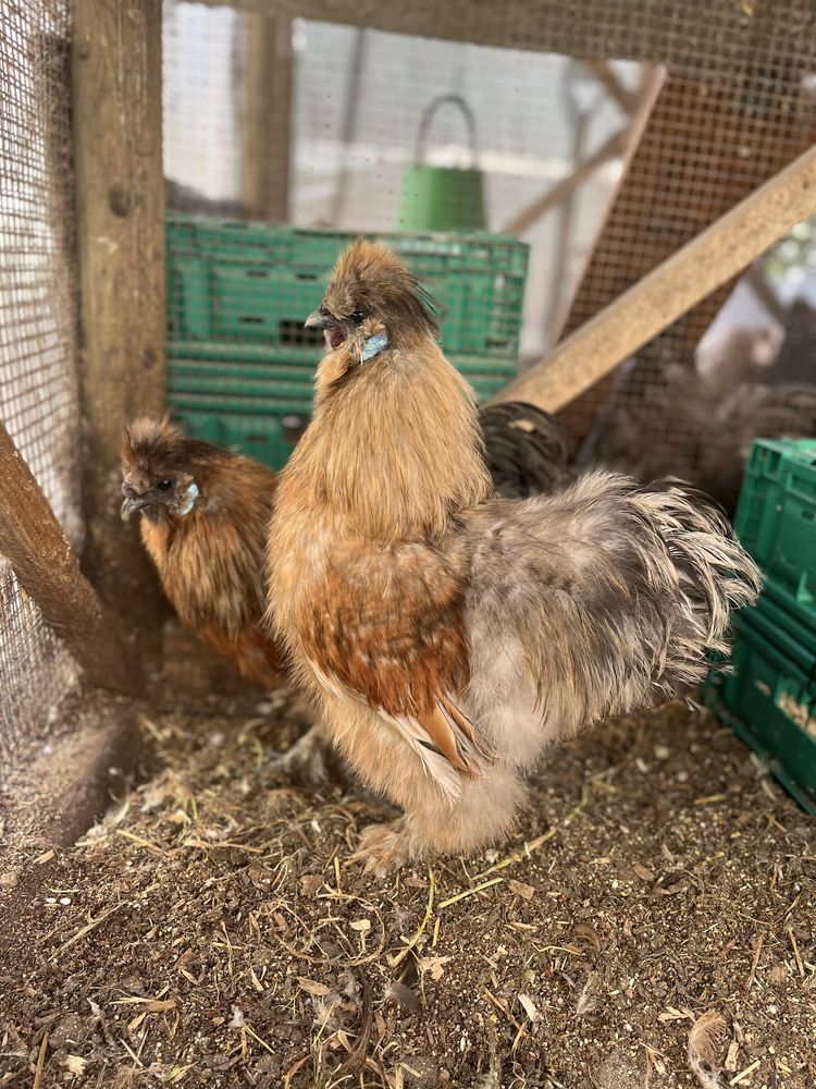 Galos de sedosa do Japão