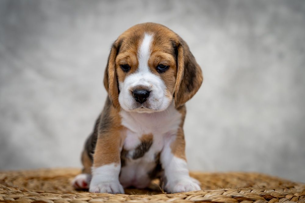 Suczka Beagle FCI/ZKwP, po wybitnych rodzicach