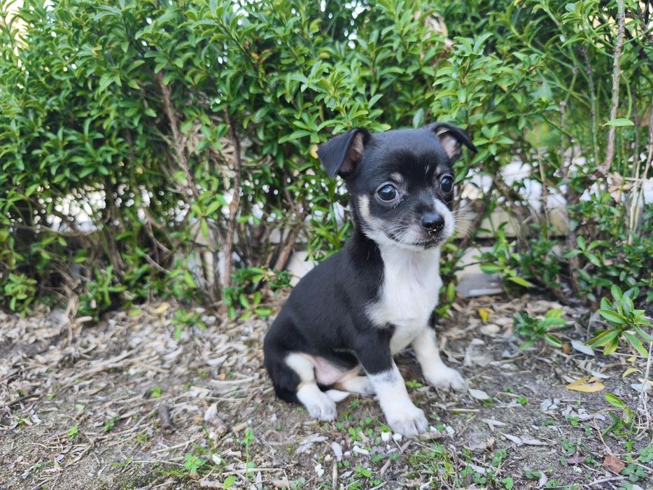 Chihuahua fêmea miniatura pelo curto disponível para entrega imediata