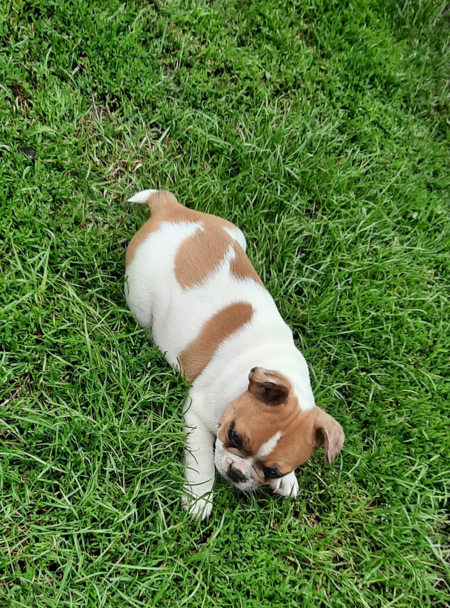Szczeniaczek buldog francuski