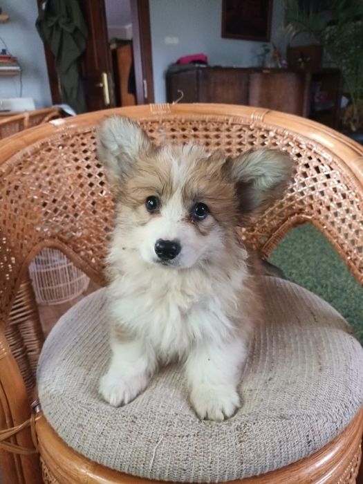 Welsh Corgi Pembroke fluffy