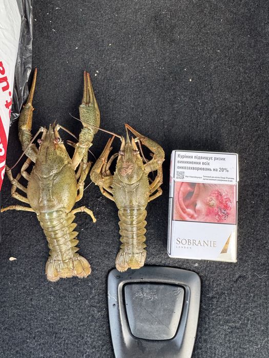 Раки середнього  розміру!