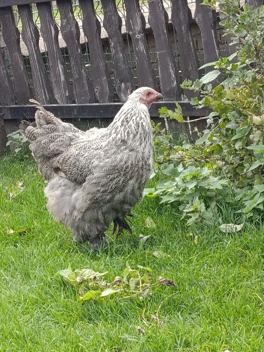 Brahma olbrzymia kura 2024
