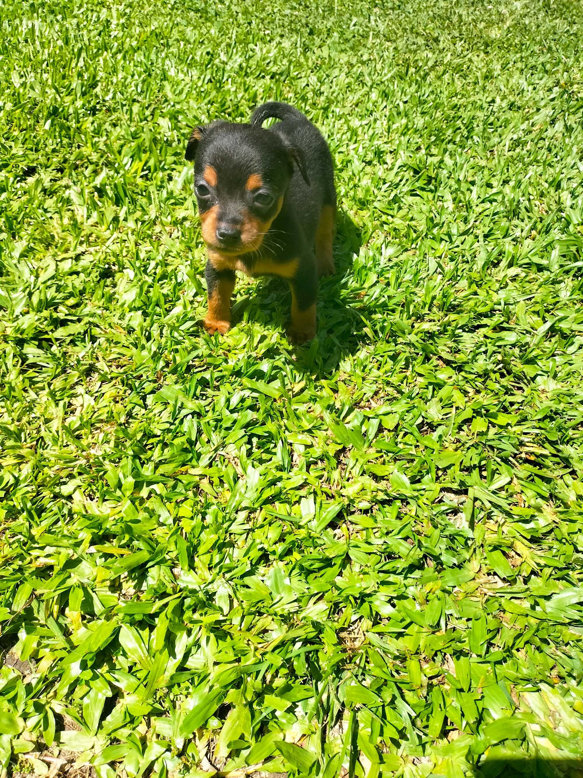 Pinscher mini fêmea linda