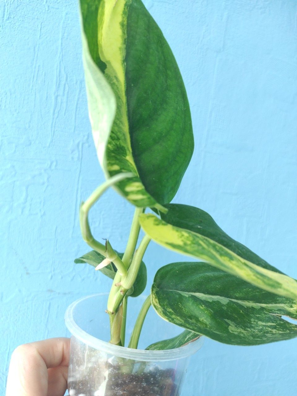 Сциндапсус Jade satin yellow variegata