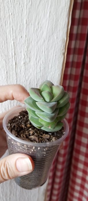 Суккуленты, ехеверии, крассулы