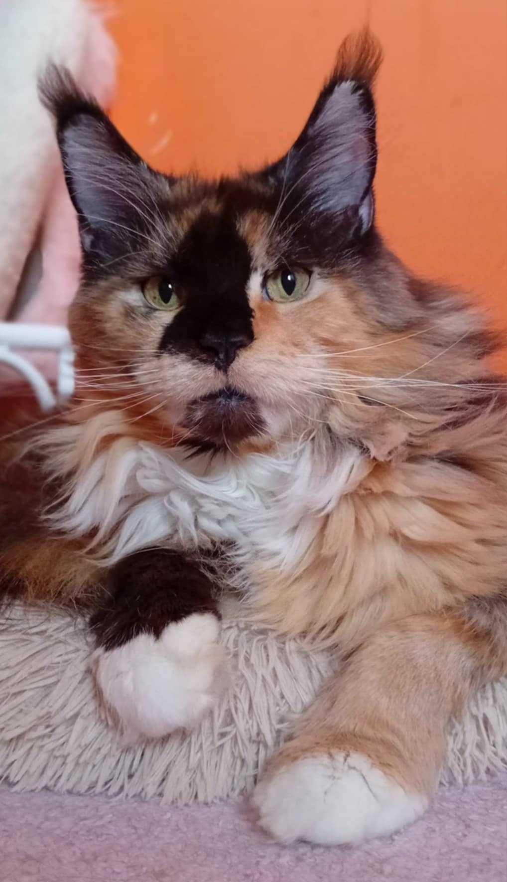 Zarezerwowana / kolorowa koteczka Maine Coon z w opcji do hodowli