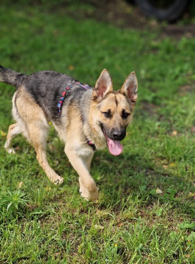 Astra do adopcji